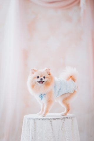 ペットとの撮影OK(わんちゃん)