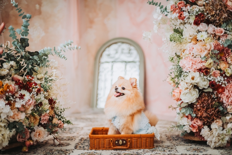 【ペットと一緒に】スタジオ撮影のみプラン【東京スタジオ】