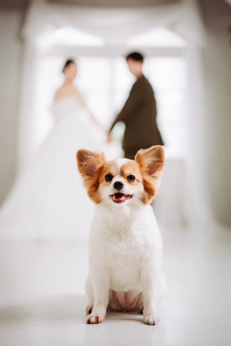 ワンワンワンっ・ᴥ・