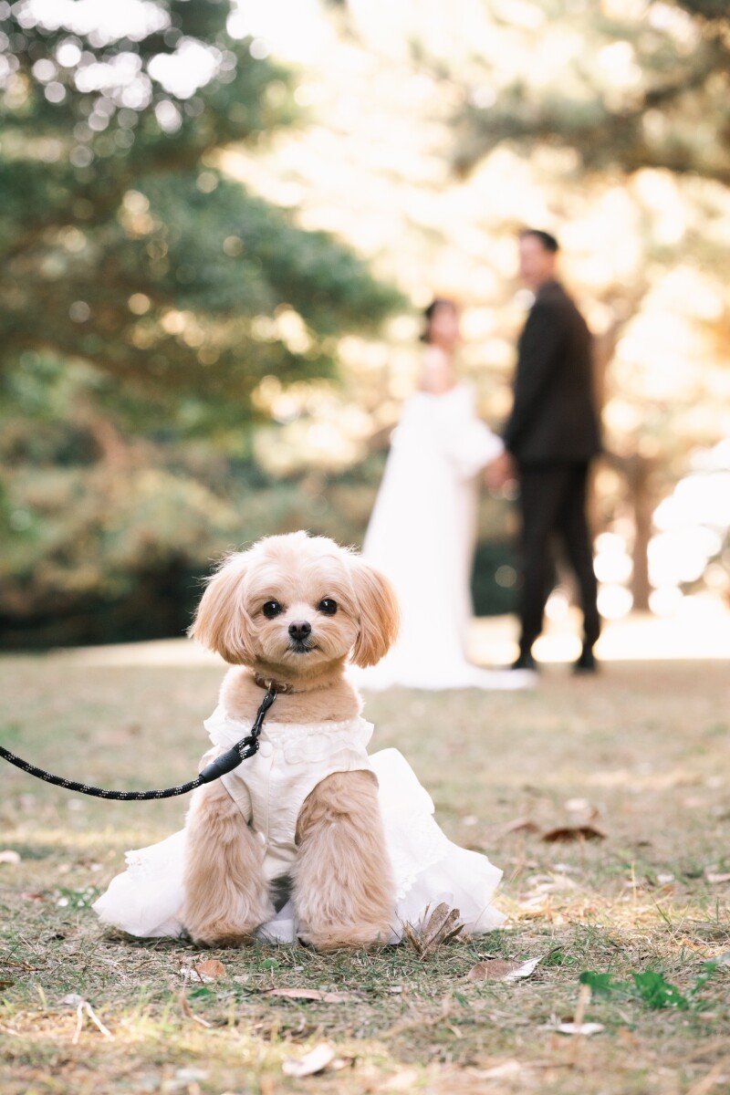 わんちゃんも♪