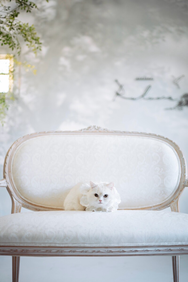 猫ちゃんのソロショット!