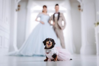 ワンっ(ᐡ ᐧ ﻌ ᐧ ᐡ)