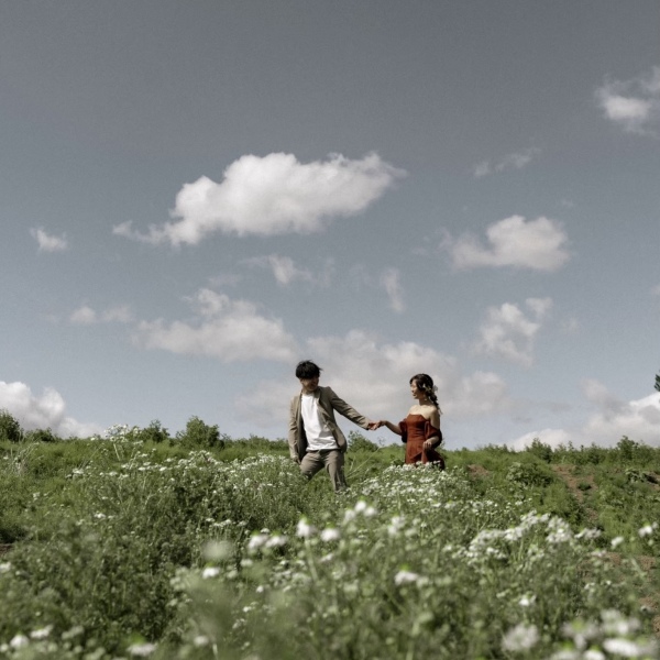 春が見頃のカモミール畑