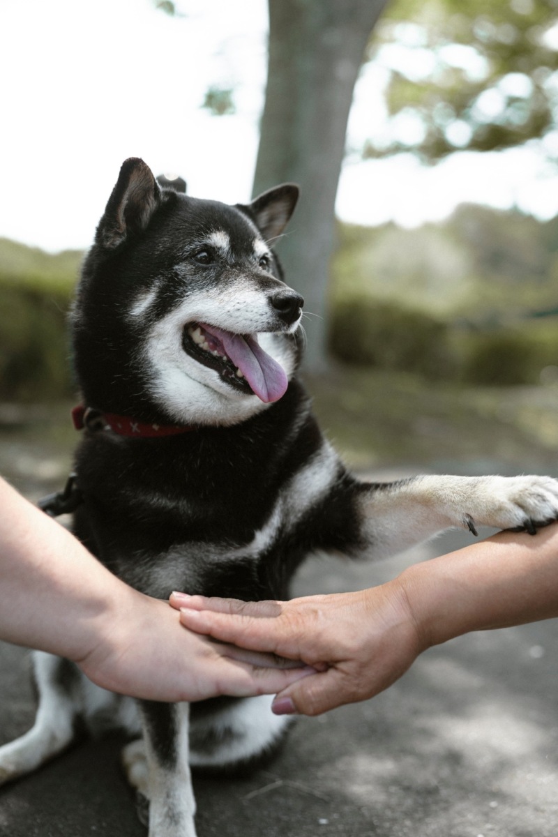 ワンちゃんも準備満タン