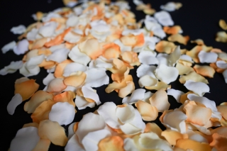 フラワーシャワー(イエロー)