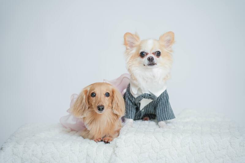 ※返金保証あり※【愛犬との撮影プラン】CANAEL PLAN 衣装付き撮影プラン・全データ付・当日データ渡し
