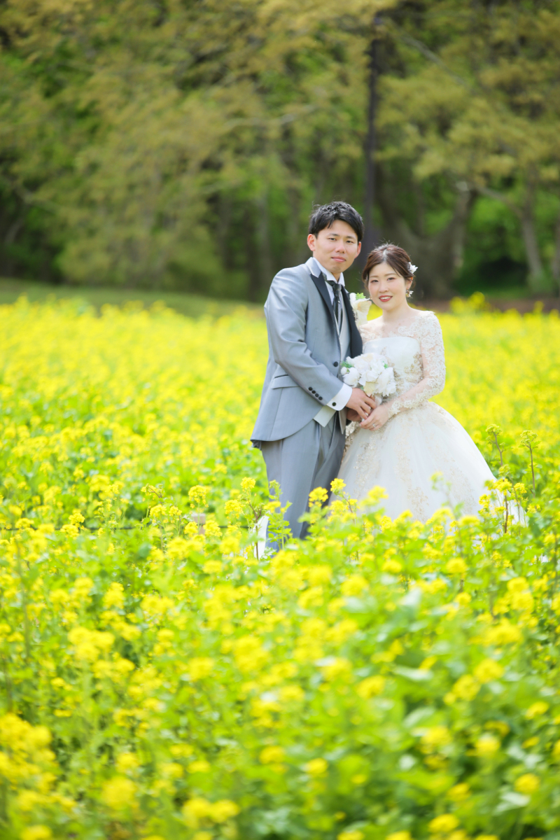 菜の花畑にて