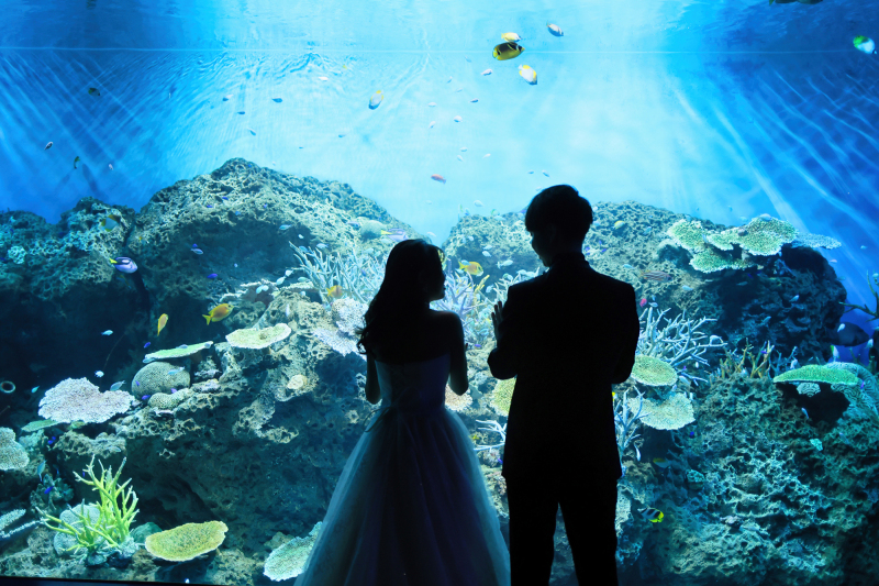 ナポレオンフィッシュやクマノミがいる海