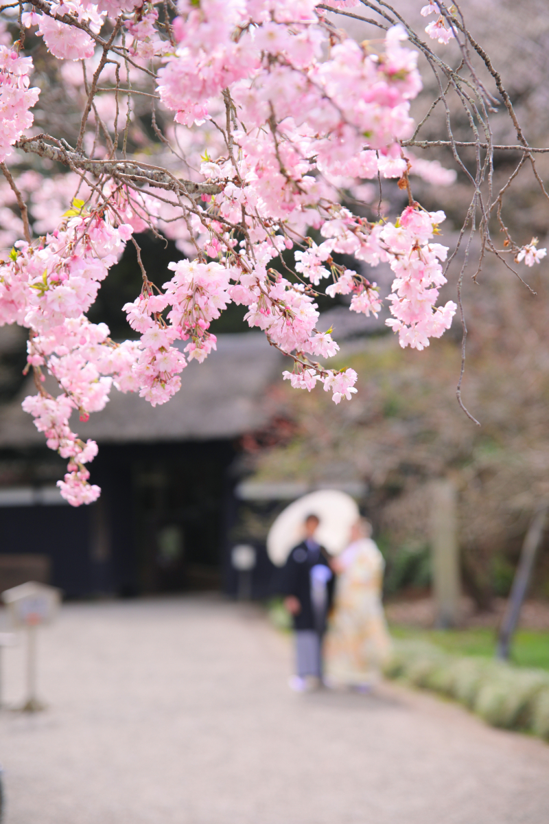 実はいろんな種類の桜が偕楽園にはございます。