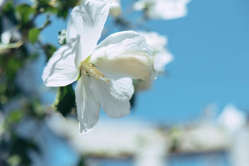 季節を愛でる、祈りの社