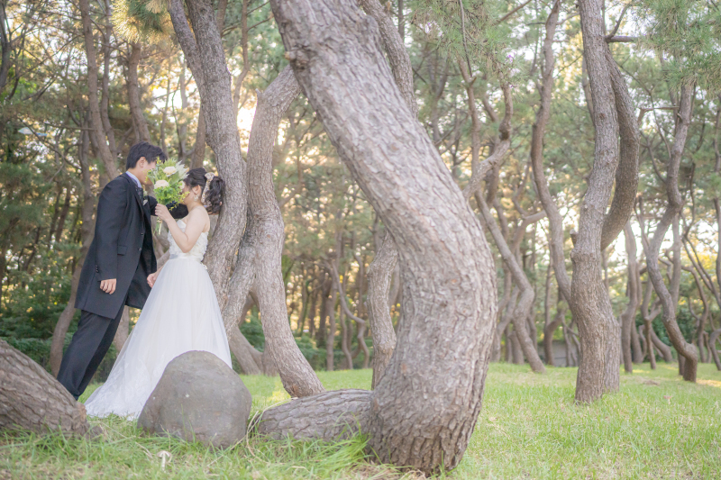夕暮れ時の松林で