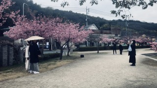 和装が映える桜ロケ