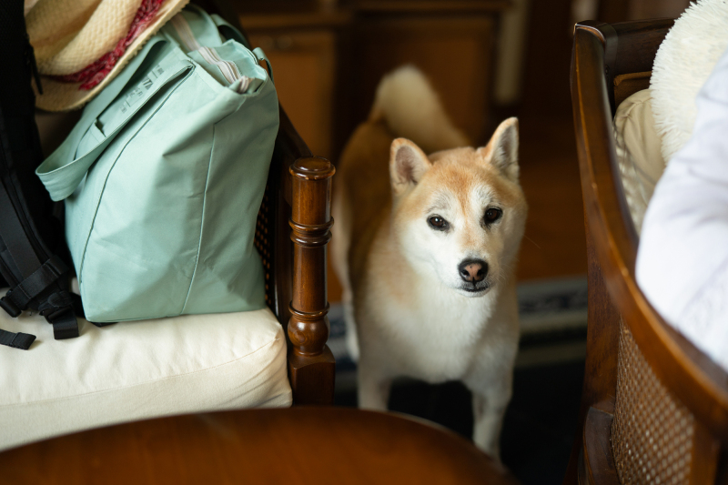 ワンちゃんものぞいてますよ