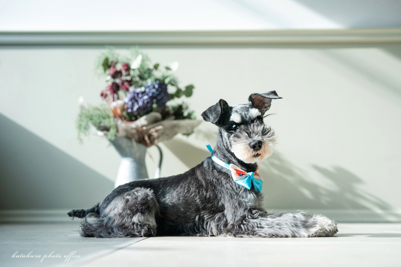 ペット＆ファミリー　スタジオ写真