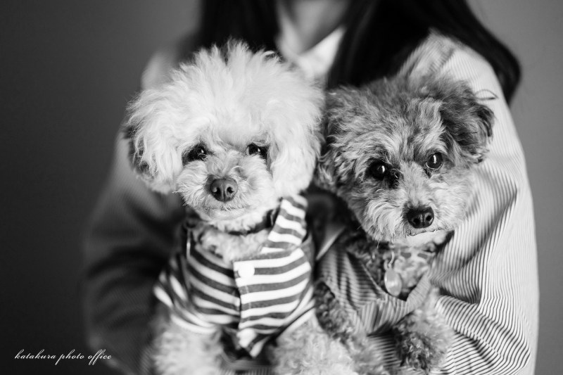 ペット＆ファミリー　スタジオ写真