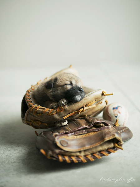 ペット＆ファミリー　スタジオ写真