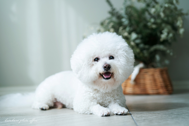 ペット＆ファミリーフォト　ロケーション撮影