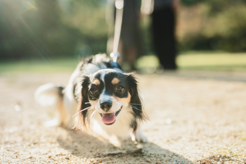 ペット＆ファミリーフォト　ロケーション撮影