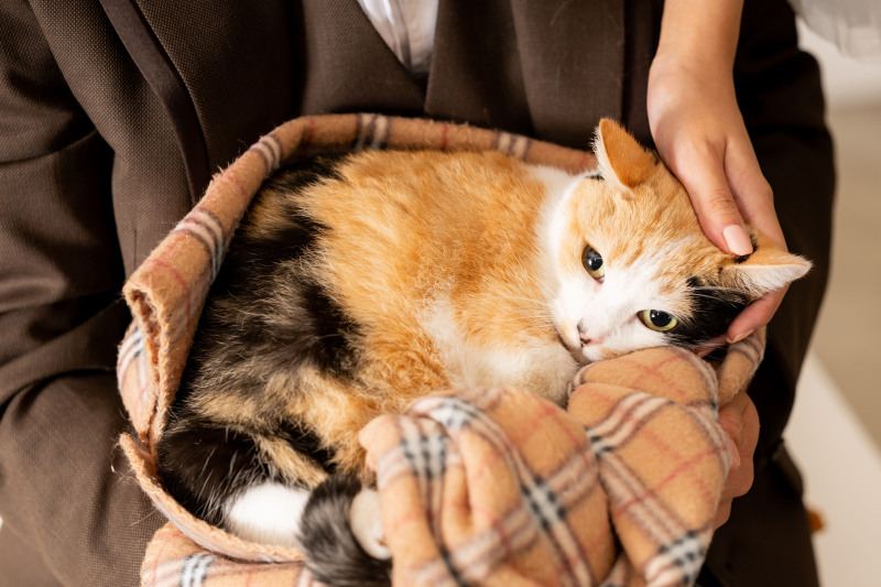 お二人の猫ちゃん登場