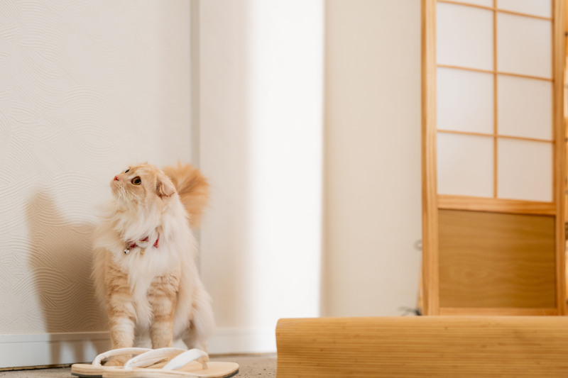 猫ちゃん散策中