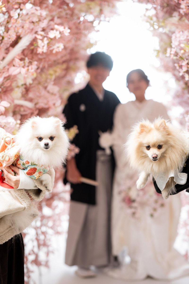 ワンちゃん使ってイメージカット