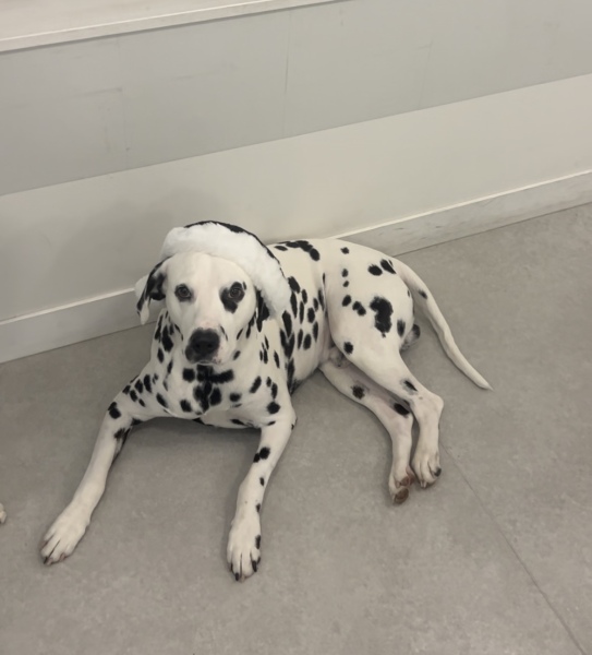 わんちゃん、ネコちゃん…種類はご相談ください☆