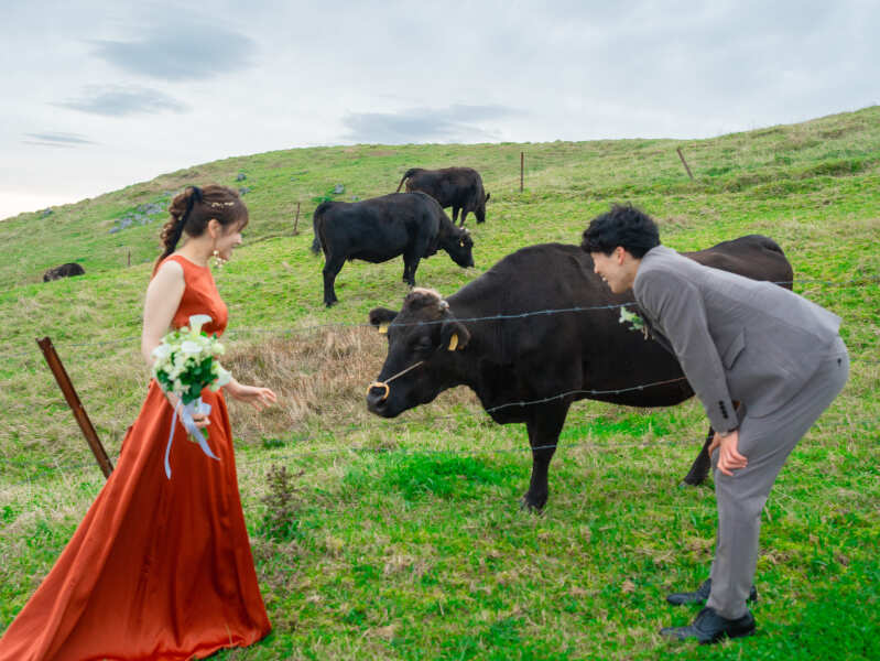 放牧の牛を眺めて