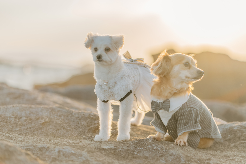 最後はワンちゃんのソロショットも