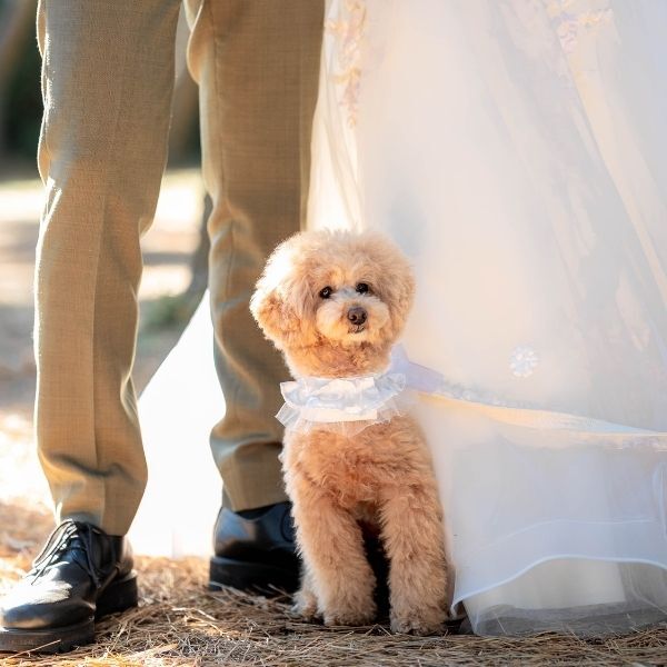 Rele Wedding_ペットと一緒に撮影できる
