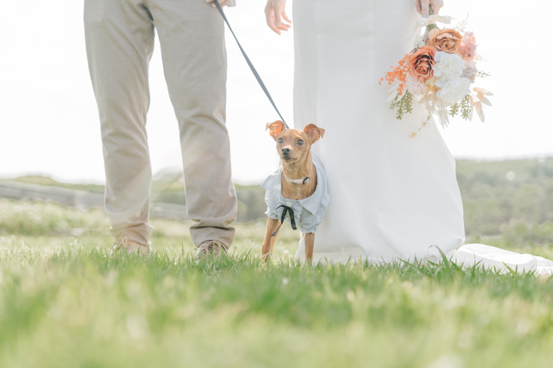 Rele Wedding_ペットと一緒に撮影できる