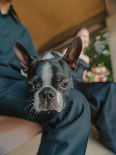 Rele Wedding_ペットと一緒に撮影できる