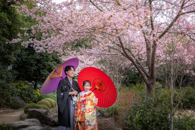 桜の咲いている場所では、赤と紫の和傘を使って撮影