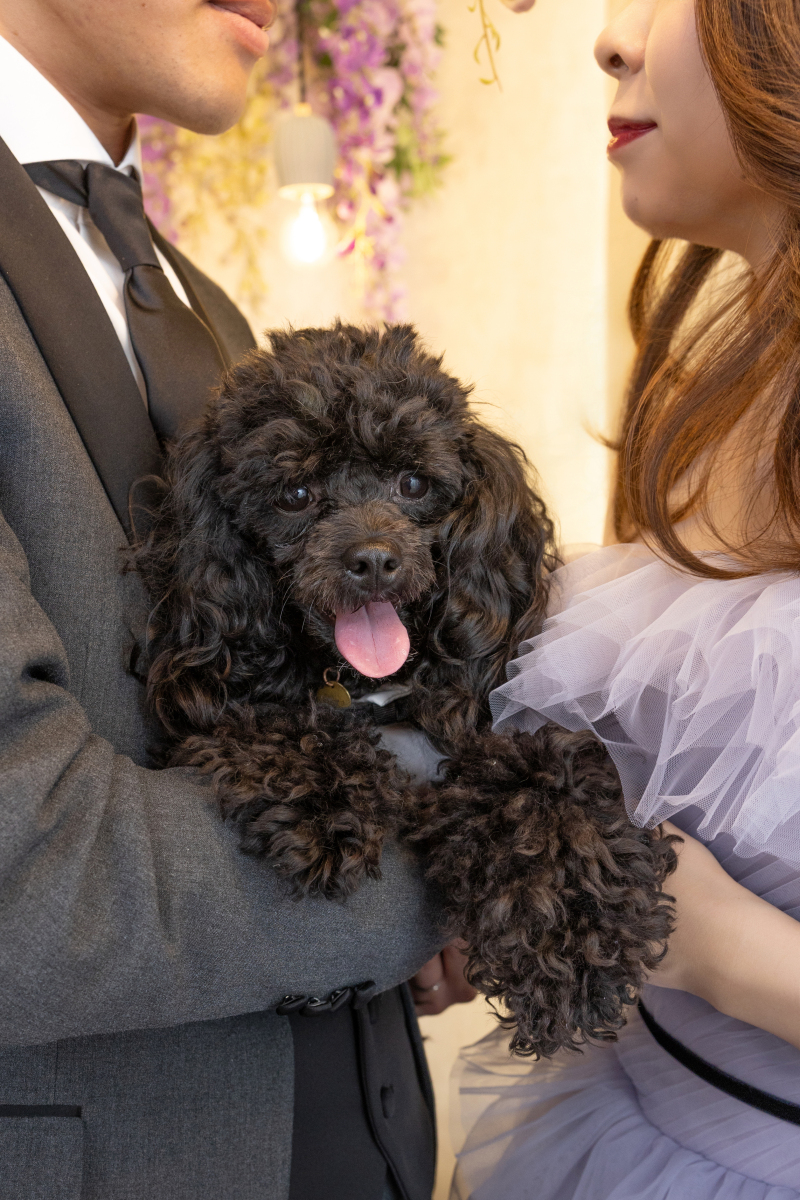 わんちゃんソロショット