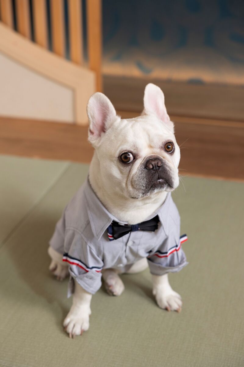 studio PHOTO PARK 横浜_ペットと一緒に撮影できる