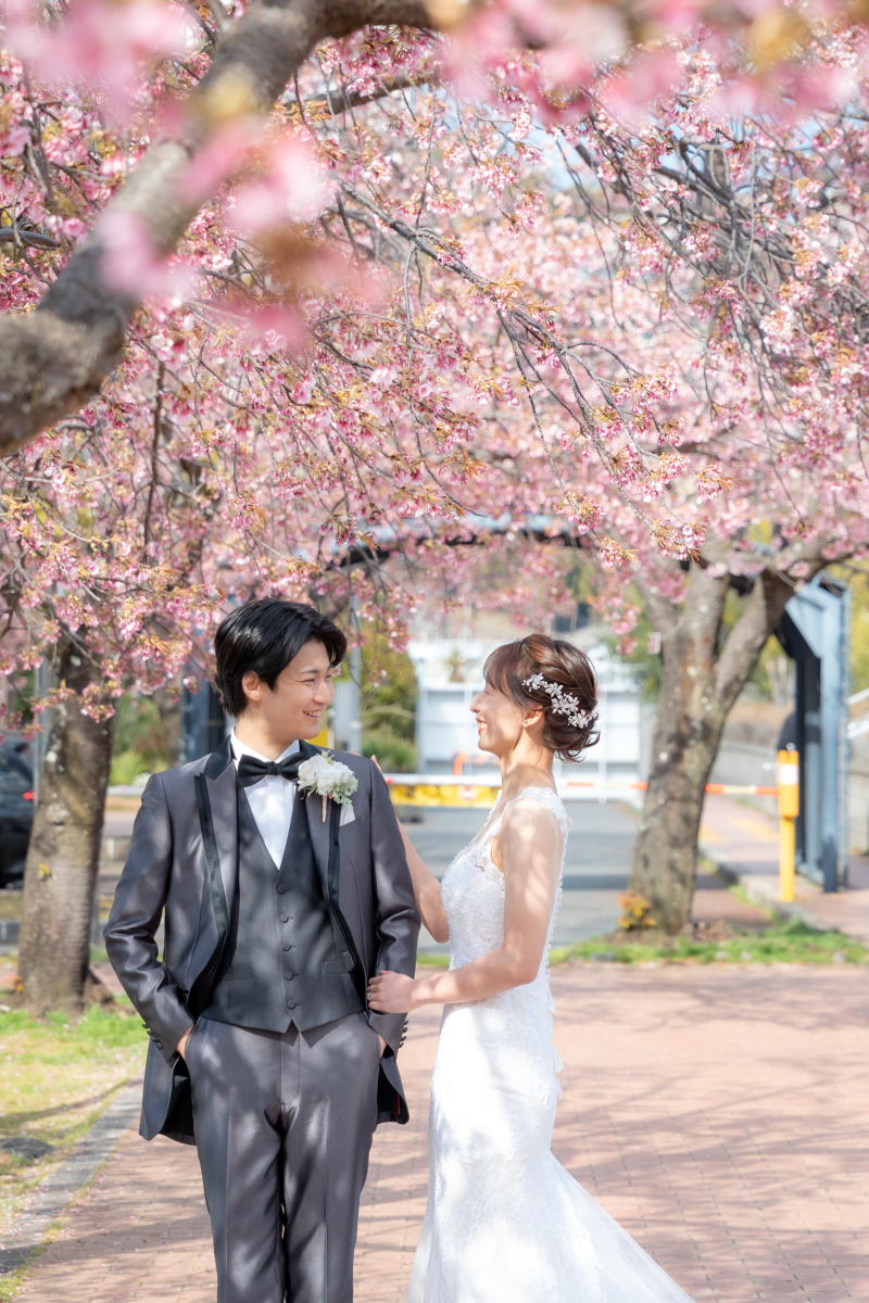 寒桜が満開に！