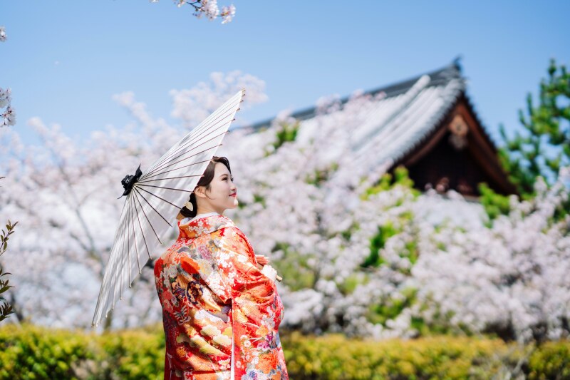 桜と白の和傘が彩る花嫁ソロショット