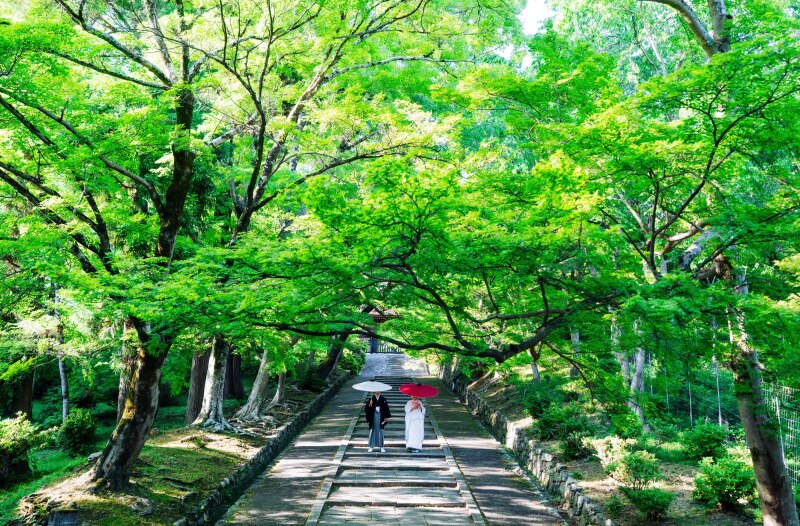 新緑に包まれる参道で