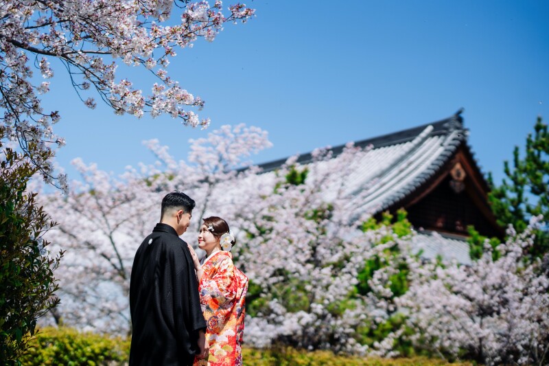 満開の桜に包まれる春の和装前撮り