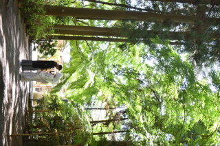 アンシャンテ/アレーズ_神社挙式