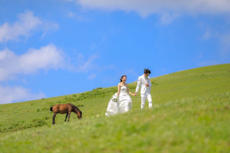風に揺れる草原と、自由に生きる馬たち