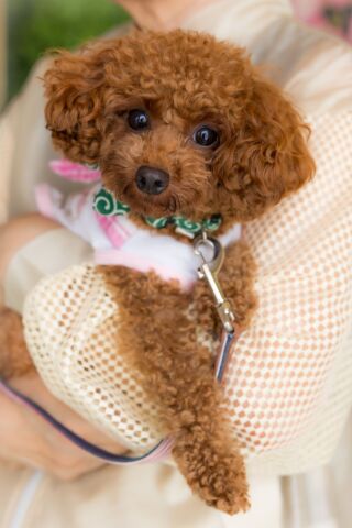 小さな結婚式 宮崎店_スタジオフォト