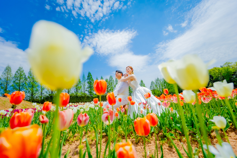 チューリップのパノラマフォト!