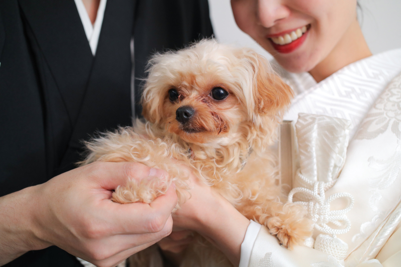 【ペット撮影】スタジオフォトプラン 和装一着撮影 | 和装小物選び放題 レタッチ無料