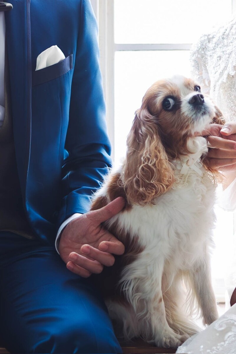 ブライダルフォトでもペットが主役になっちゃう!