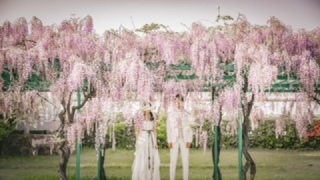 【桜の次は、藤の魔法にかかる。誰もが息をのむ、圧倒的な美しさ】