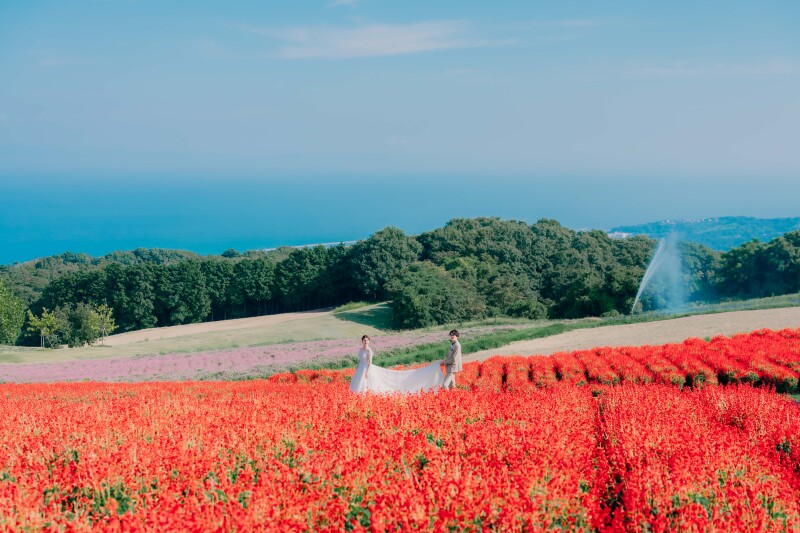 【花さじきで叶える花と空の前撮りプラン】四季折々の花々が咲き誇る淡路島・花さじきで、自然に包まれたナチュラルな前撮りを。