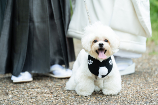 ペットとの撮影