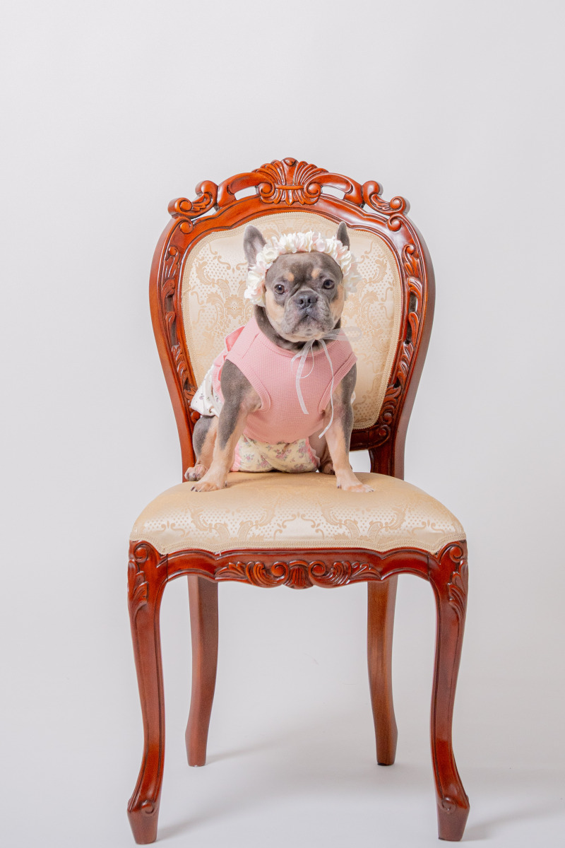 お姫様みたいなワンチャン