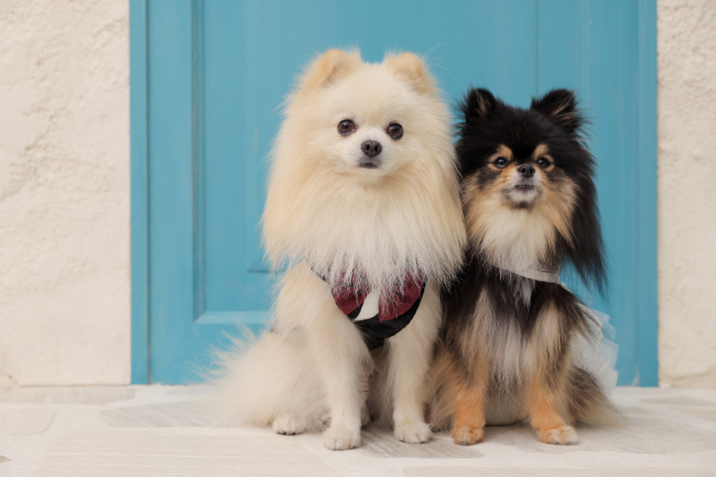 ペットのソロカットも撮影可能♪