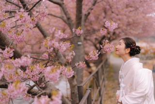 studio clori. TOKYO 新宿店_【和装】河津桜